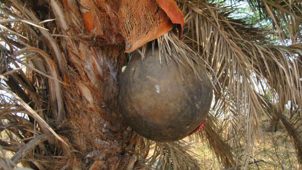 Is drinking toddy water good for health or not Find out about palm wine