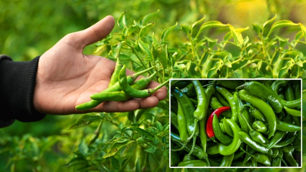 green chilli health benefits and uses in telugu