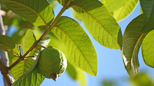 Consuming guava leaves reduces blood glucose levels immensely