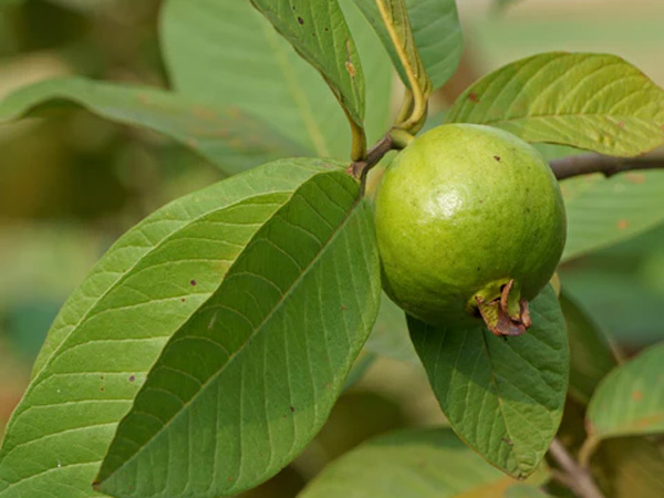 Consuming guava leaves reduces blood glucose levels immensely