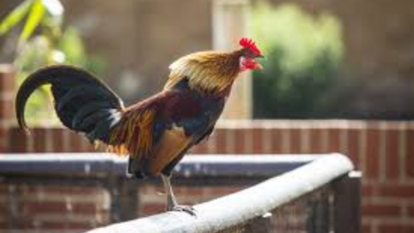 Do you know why a chicken crows in the morning