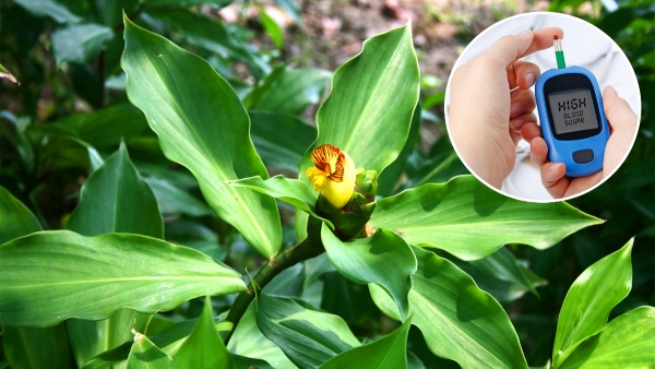 Chewing the leaves of the insulin plant can help control blood sugar levels and control type 2 diabetes