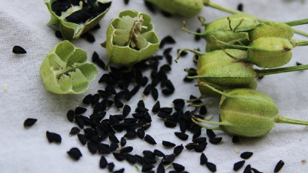 If you know the amazing health benefits of Kalonji you can t stop using it