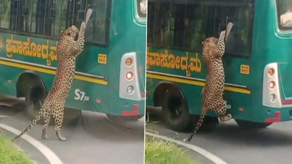 A leopard climbed a tourists safari bus in the Bannerghatta Zoo Park in Bengaluru