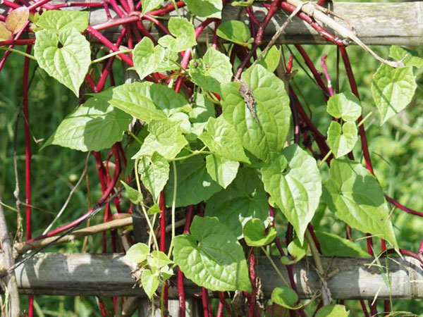 Don t underestimate Malabar spinach leaf If you know its benefits you can t stop eating it