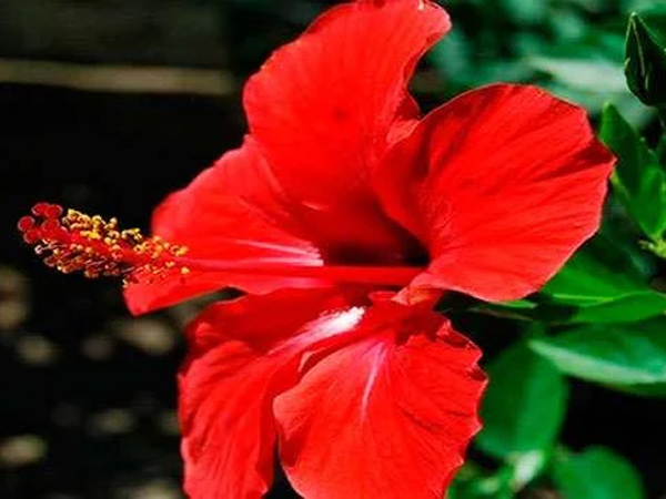 these four types of flowers reduce sugar