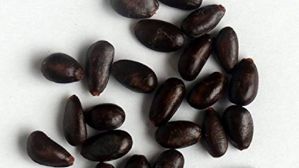 Don t throw away the custard apple seeds Do you know how healthy they are