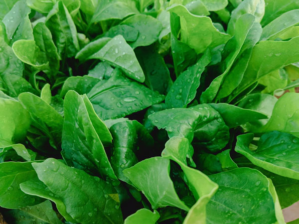 This Spinach is a boon for those suffering from anemia