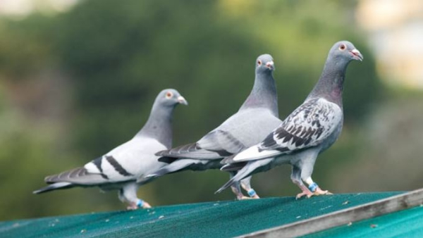 Breeding diseases of pigeons