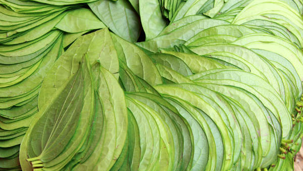 Don t Underestimate Betel Leaves The Amazing Health Benefits Don t Underestimate Betel Leaves The Amazing Health Benefits