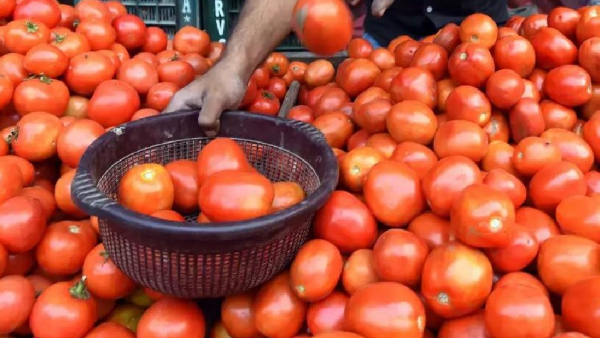Traders say that the price of tomato has increased by Rs 100 per kg
