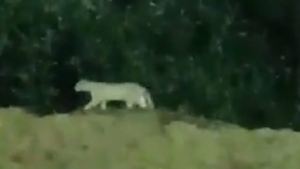 Leopard migration in Miyapur Hyderabad