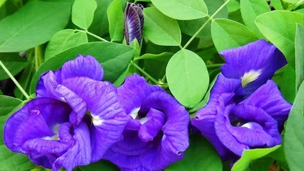 If you do this remedies with shanku flowers for Dussehra festival you will get lakshmi blessings