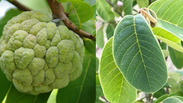 Amazing health benefits of custard apple leaves Don t miss it Amazing health benefits of custard apple leaves Don t miss it