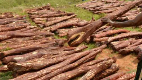 Red sandalwood smuggling gang in CM Chandrababu Naidu s own district