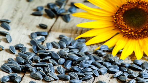 Amazing health benefits of eating sunflower seeds every day