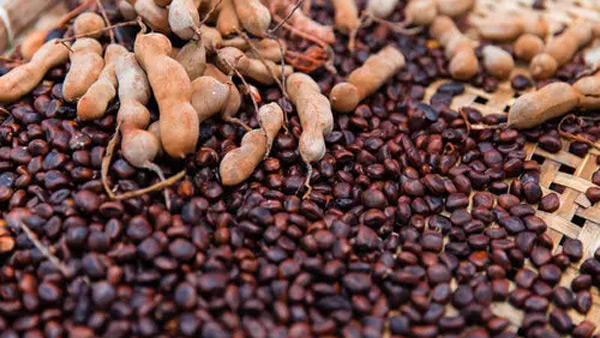 amazing health benefits of tamarind seeds from reducing stress to boosting immunity amazing health benefits of tamarind seeds from reducing stress to boosting immunity