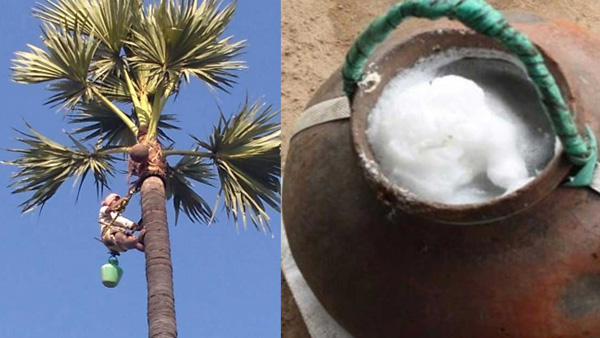 Is Palm Wine or Date Palm Wine Better for Your Health Is Palm Wine or Date Palm Wine Better for Your Health
