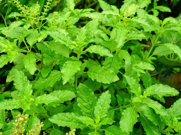 Excessive consumption of Tulsi leaves Harmful to health