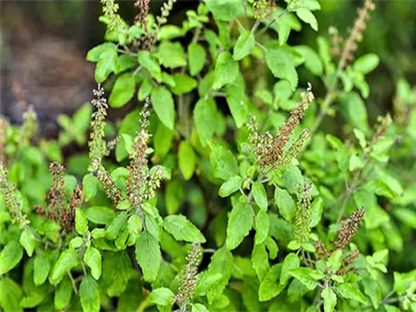 Amazing Health Benefits of Eating 5 Tulsi Leaves on an Empty Stomach Amazing Health Benefits of Eating 5 Tulsi Leaves on an Empty Stomach