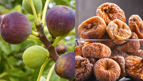 Endless health benefits with figs must know about anjeer