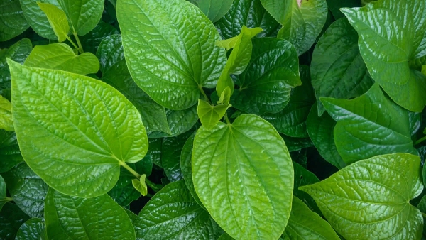 betel leaves health benefits and uses in telugu