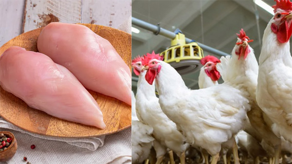 NIN finds that farm chickens are growing dangerous bacteria