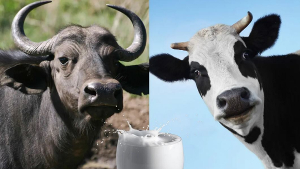Advantages and disadvantages of cow milk and buffalo milk Advantages and disadvantages of cow milk and buffalo milk