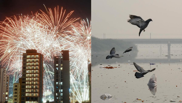 Diwali opens big debate between Pet and festive lovers