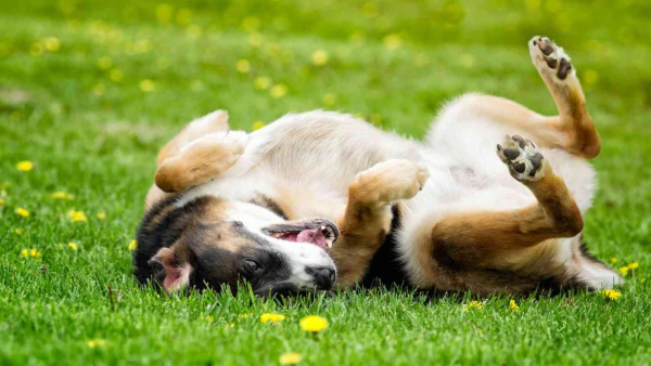 Did you know that dogs commit suicide