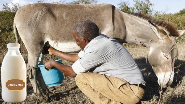 Donkey milk scam 100 crore fraud in AP and Telangana this is the full cheating story Donkey milk scam 100 crore fraud in AP and Telangana this is the full cheating story