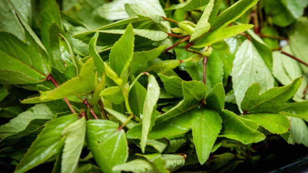 Adding gongura to the diet has amazing health benefits