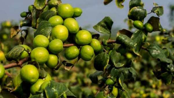 Don t miss eating Jujube fruit if you find them Its health benefits are amazing