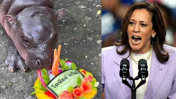 US election 2024 Baby hippo Moo Deng predicts Donald Trump will win