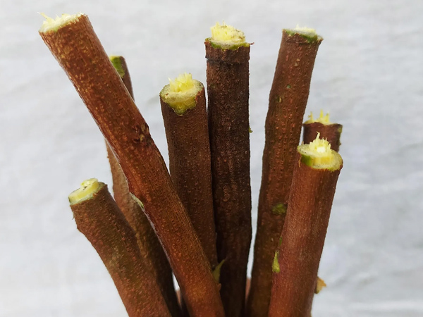 Benefits of Brushing with Neem Twig for Strong and Shiny Teeth