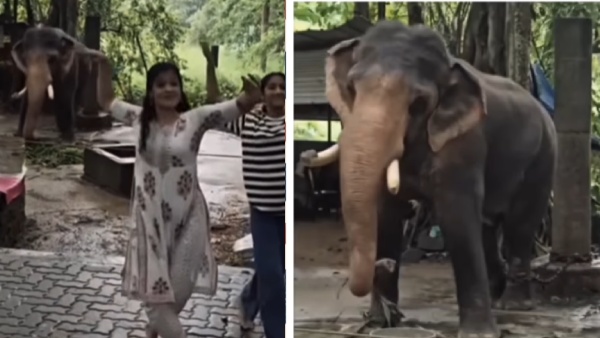 Viral video If you see the dance done by this elephant you have to say wow
