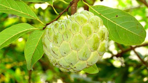 People who are suffering with these health problems shouldn t eat custard apples Danger