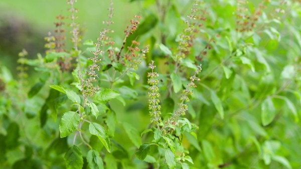 Eating Tulsi leaves in the morning on an empty stomach will double your life