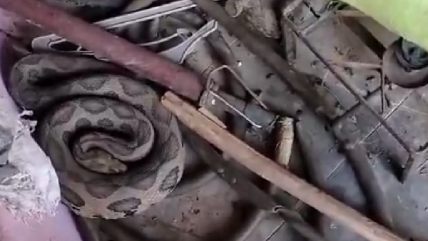 Python entered a house in Ellareddypet of Rajanna Sirisilla district
