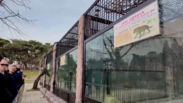 Exotic Gesture Putin Sends Lions and Bears to North Korea as Ties Deepen