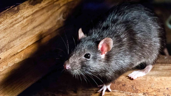 If you have these plants in the house rats will not even come near the house