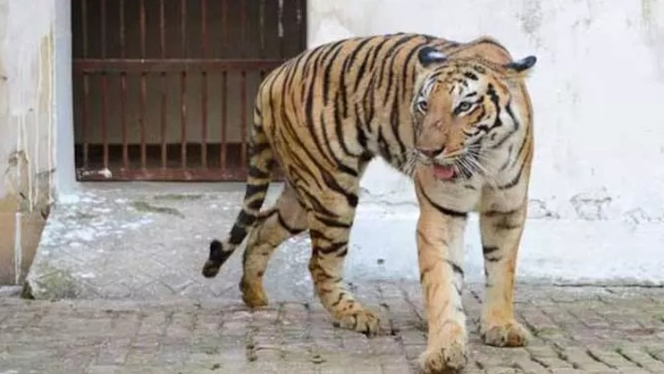 Royal Bengal Tiger dies