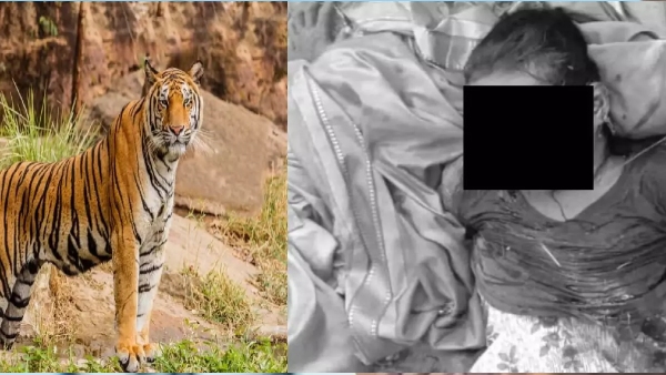 A young woman died in a tiger attack in Kumuram Bheem Asifabad district