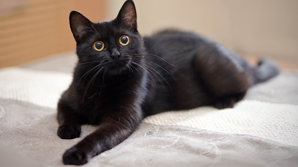 Is it bad luck if a black cat comes towards you while you are leaving the house