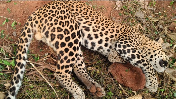 cheetah caught in trap planned for pig in gannavaram of Andhra pradesh