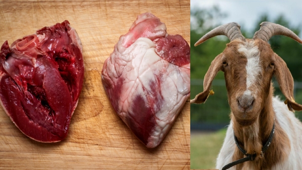 Goat s heart health benefits in telugu