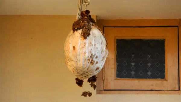 Why Do People Place HASH Pumpkins in Front of Their Homes A Cultural Insight