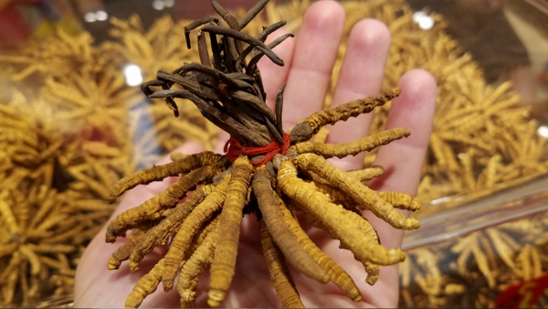 Himalayan Viagra cures impotence You have to sell your assets to consume it
