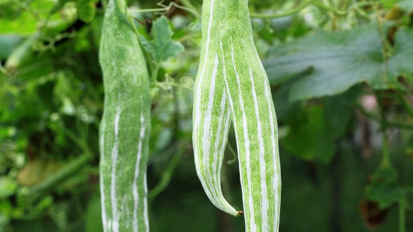 What Happens If You Eat Eggs and Yogurt After Snake Gourd