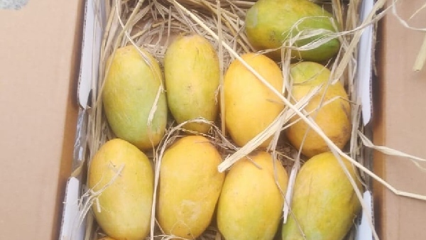 chandrababu govt sensational decisions to increase the image of nuziveedu mangoes